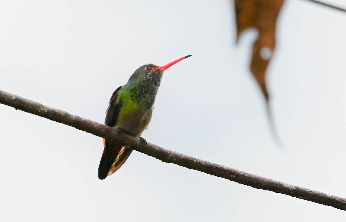 Rufous-tailed Hummingbird - ML618380089