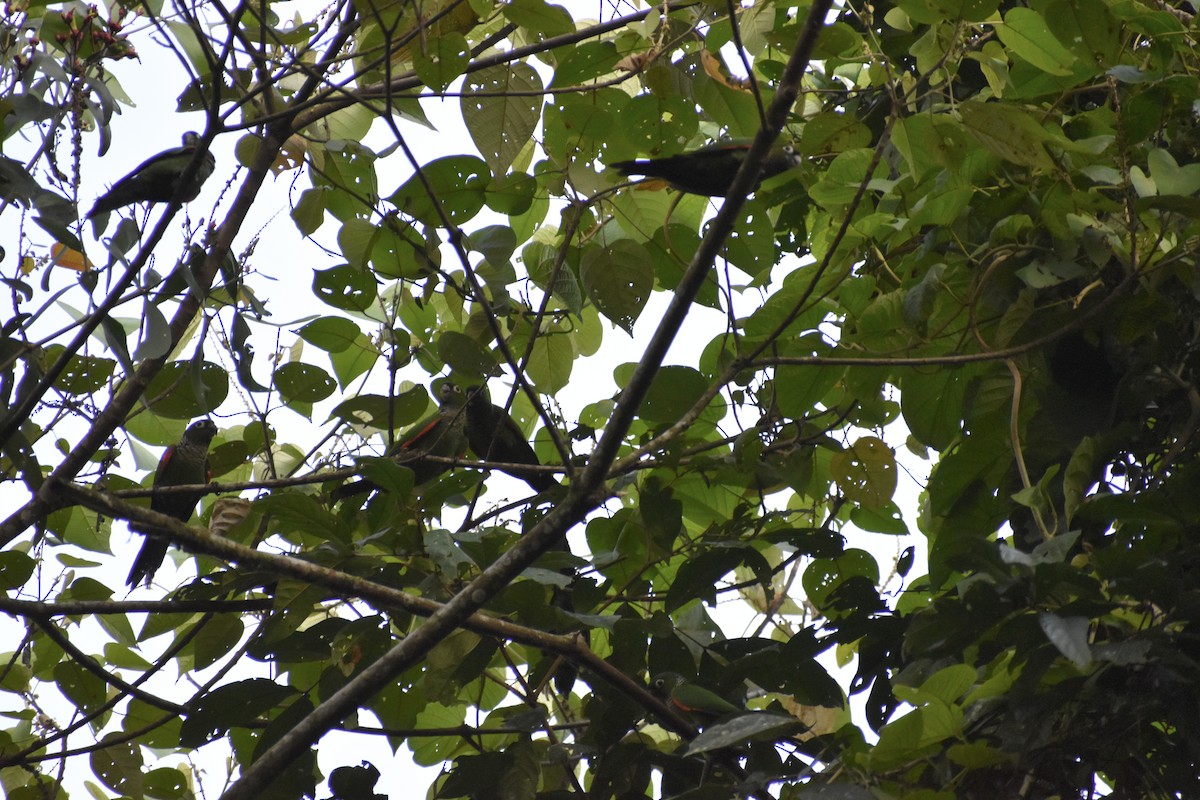 Maroon-tailed Parakeet (Maroon-tailed) - ML618380097