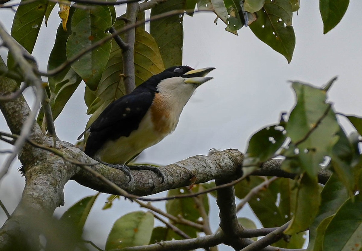 White-mantled Barbet - Guillermo Padierna