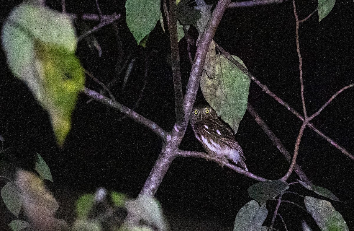 Asian Barred Owlet - ML618380105