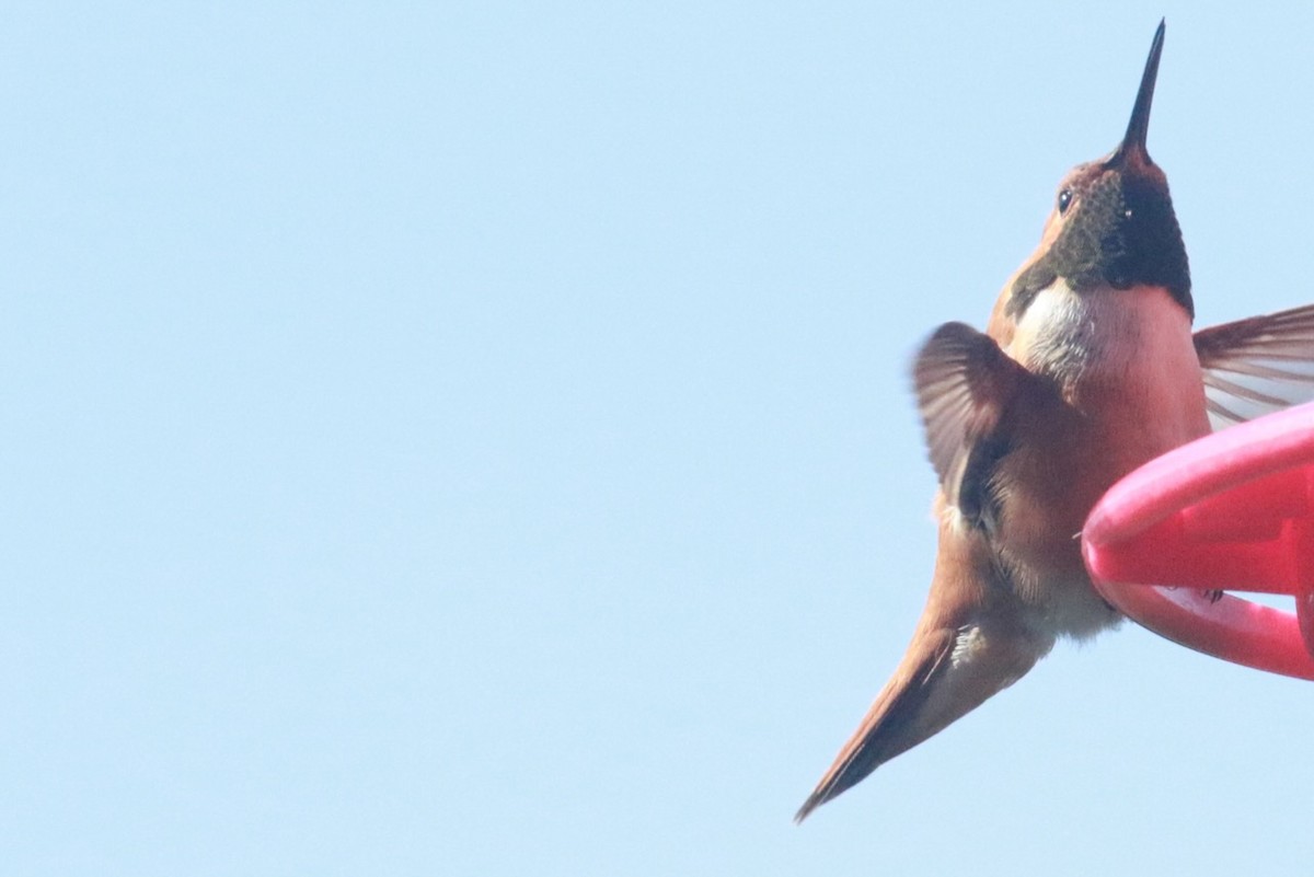 Rufous Hummingbird - ML618380122