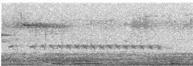 holub pruhoocasý - ML618380152