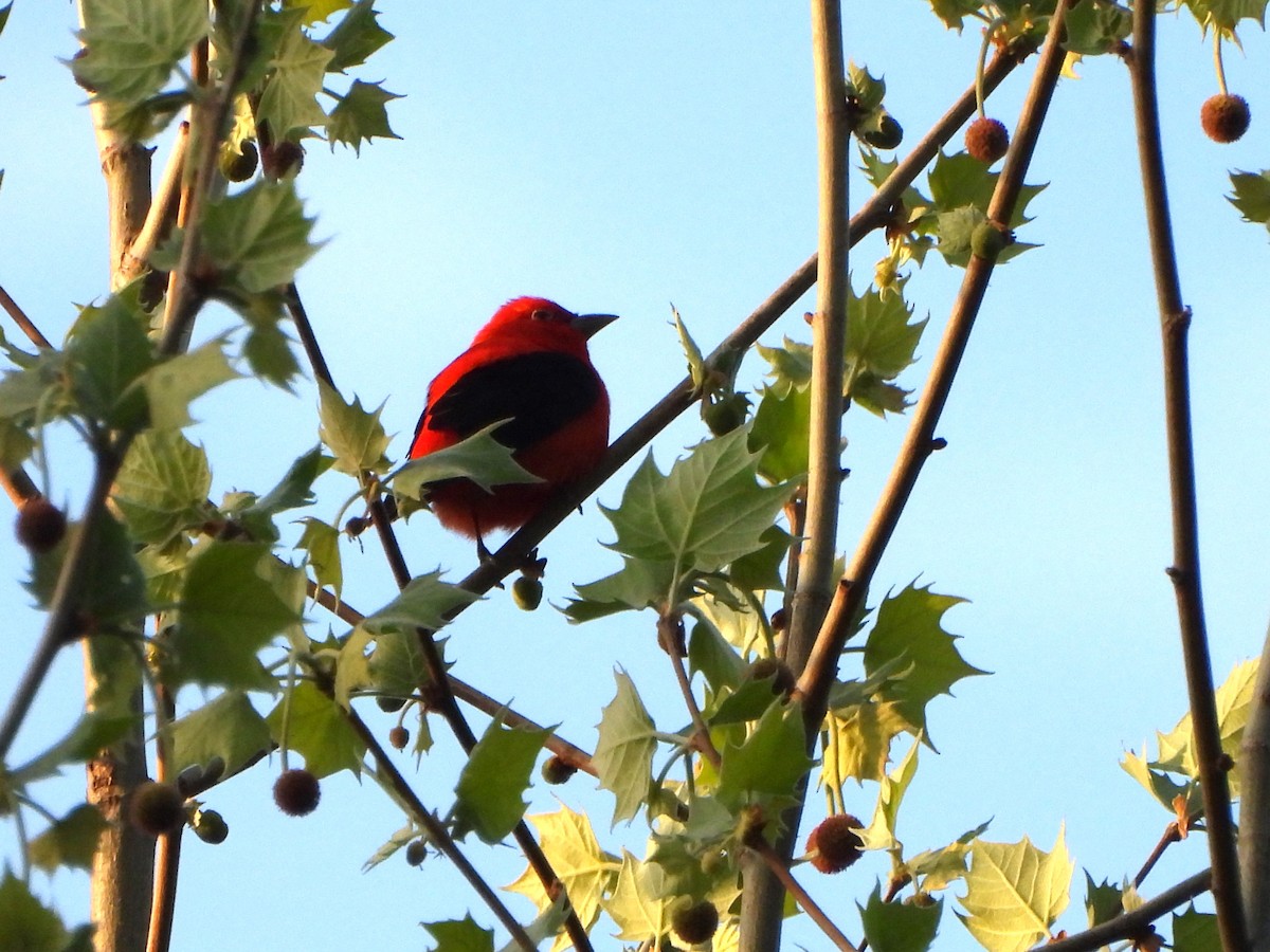 Scarlet Tanager - ML618380157
