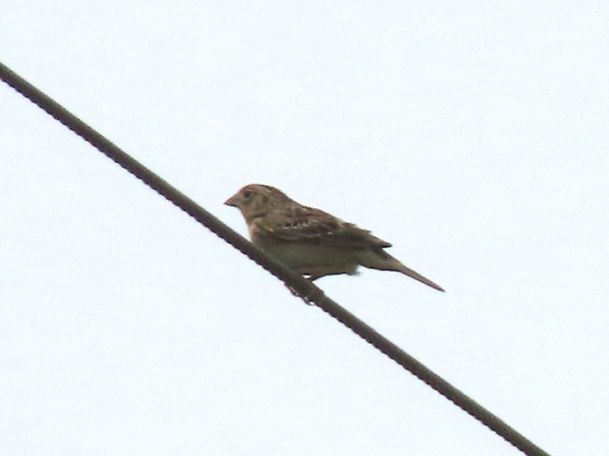 Grasshopper Sparrow - ML618380167