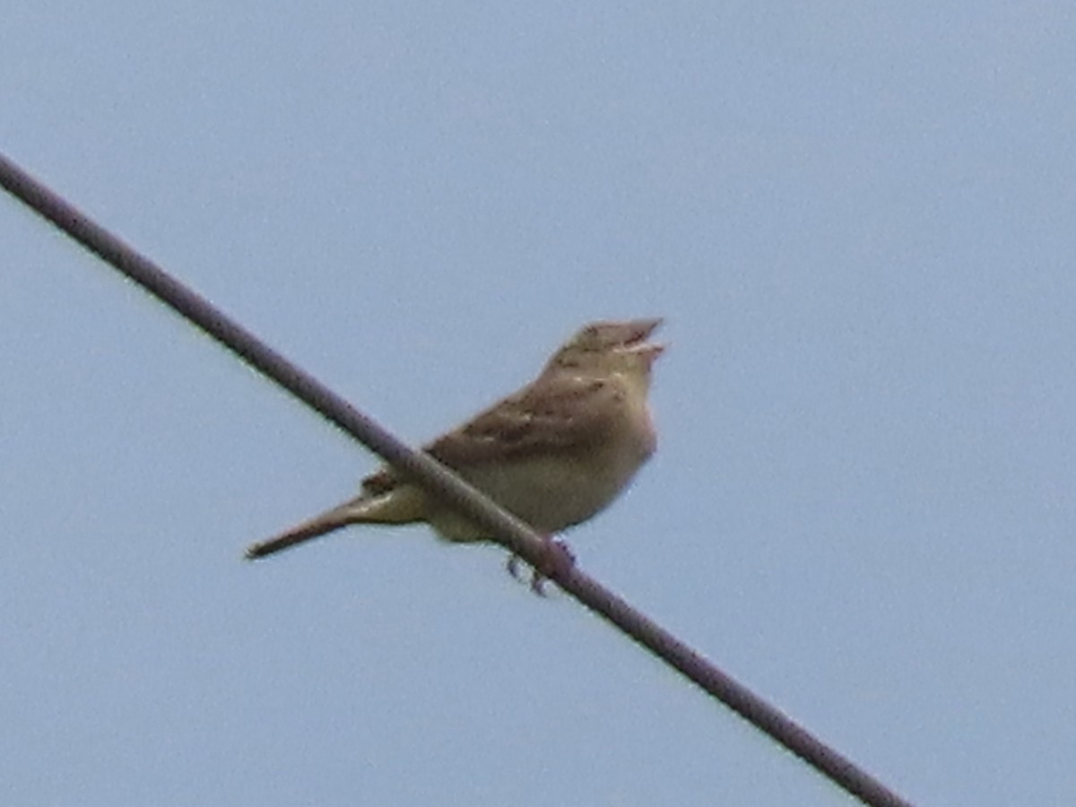 Grasshopper Sparrow - ML618380168