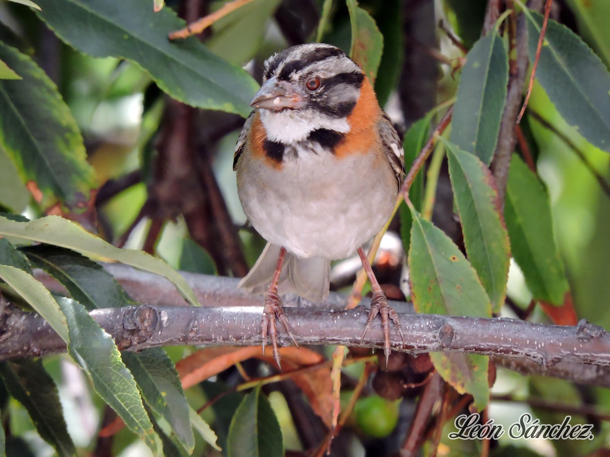 Rufous-collared Sparrow - ML618380178