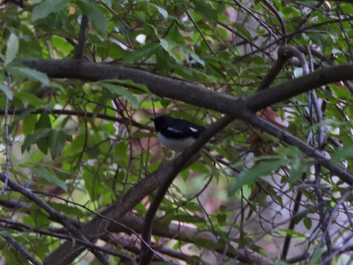 Black-throated Blue Warbler - ML618380180