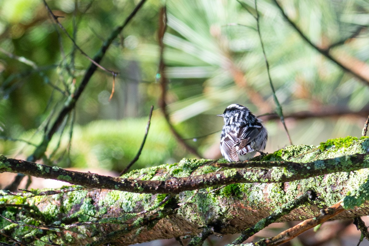 Black-and-white Warbler - Peter Mundale