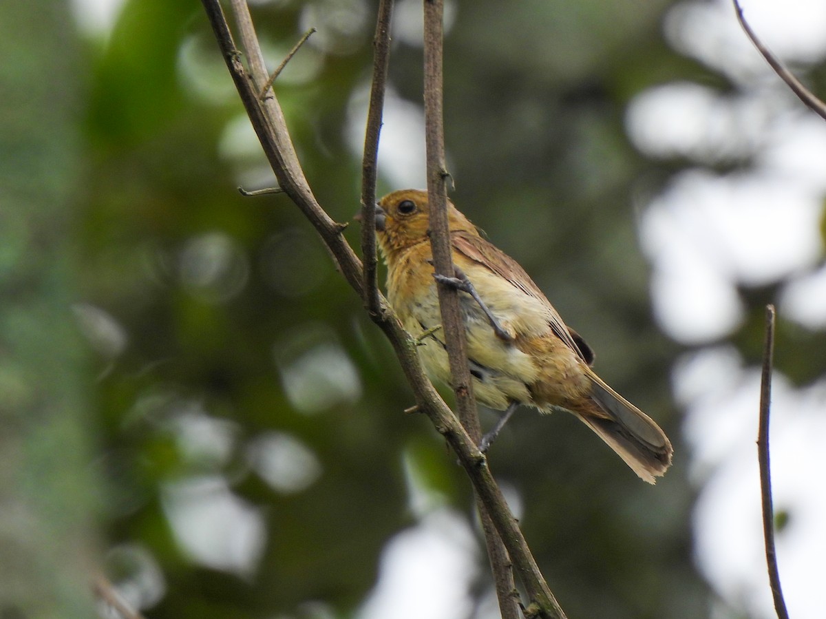 Yellow-bellied Seedeater - ML618380213
