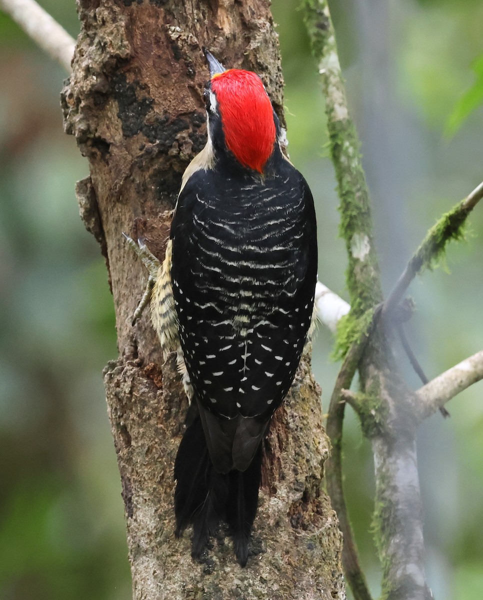 Black-cheeked Woodpecker - ML618380216
