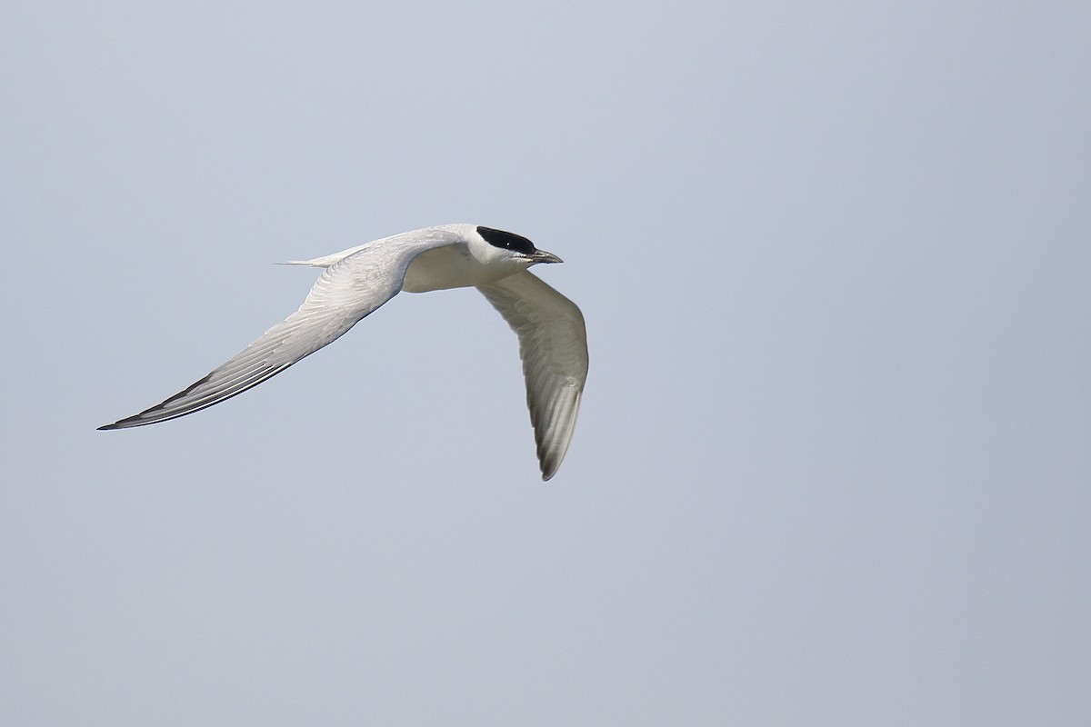 Gull-billed Tern - ML618380222