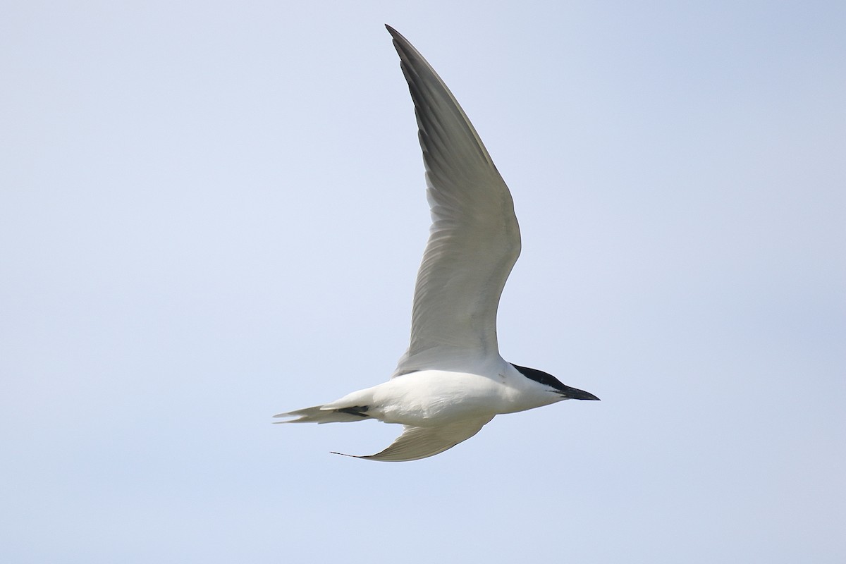 Gull-billed Tern - ML618380223