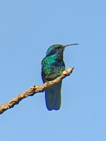 kolibřík modrouchý - ML618380224