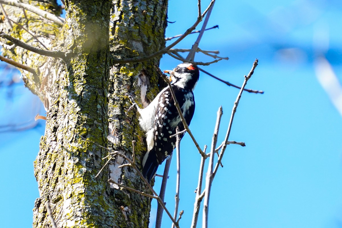 Hairy Woodpecker - ML618380244