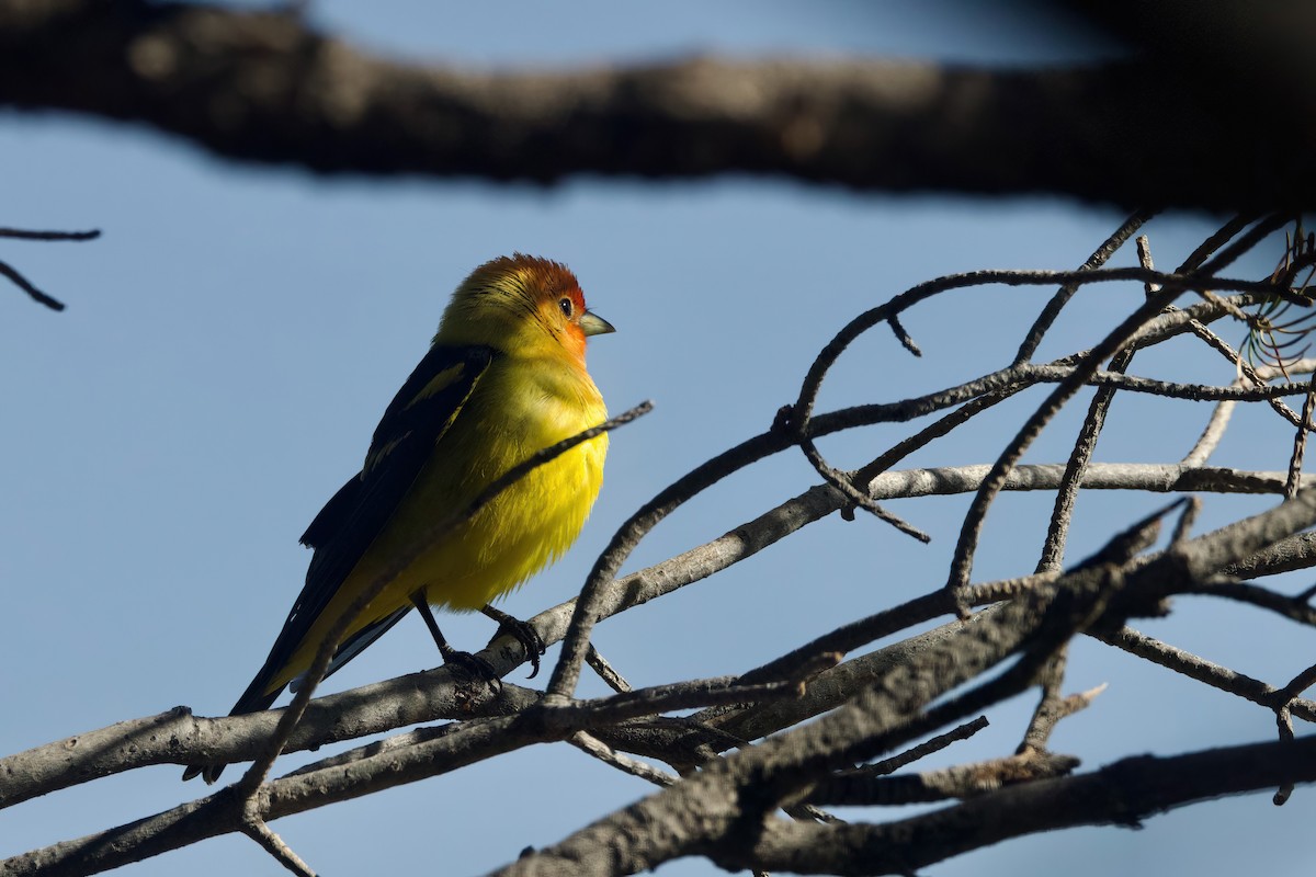 Western Tanager - ML618380271