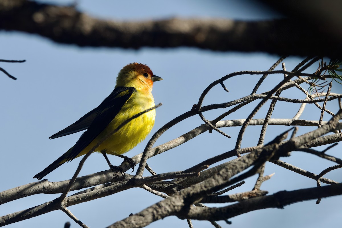 Western Tanager - ML618380272