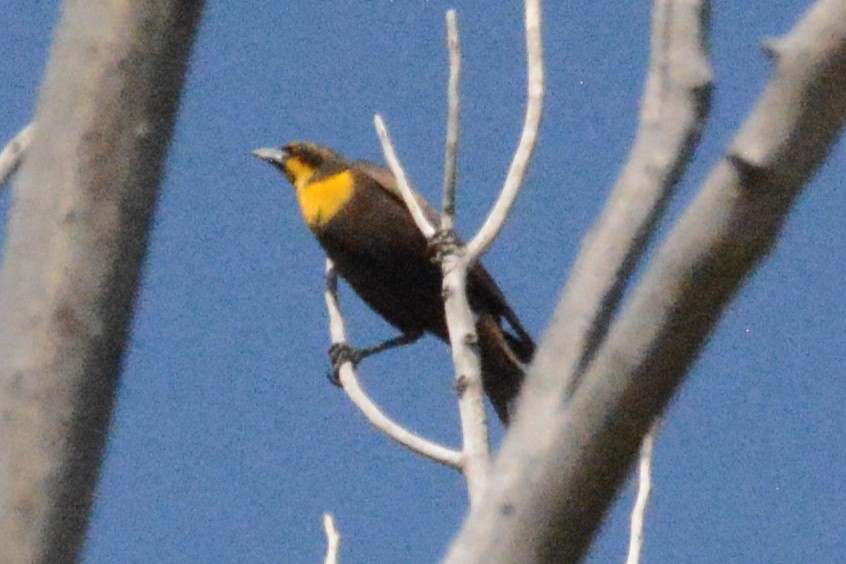 Yellow-headed Blackbird - ML618380280