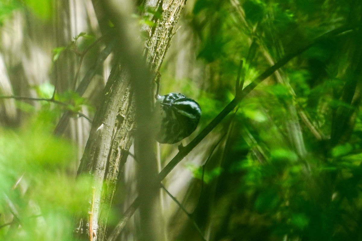Black-and-white Warbler - ML618380287