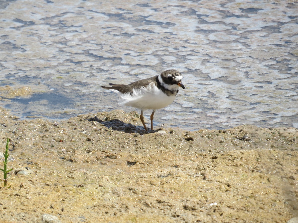 Common Ringed Plover - ML618380310