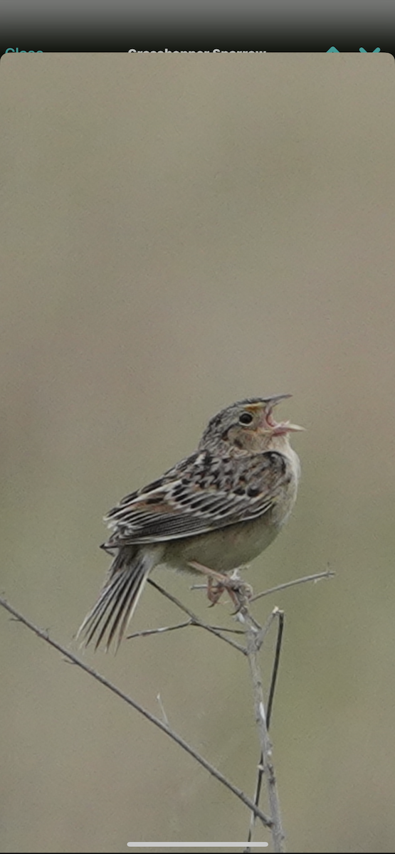 Grasshopper Sparrow - ML618380317