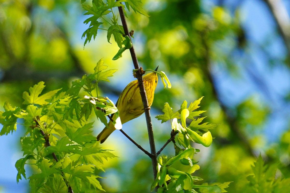 Yellow Warbler - ML618380342