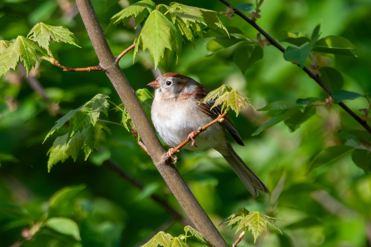 Field Sparrow - Karen Hardy