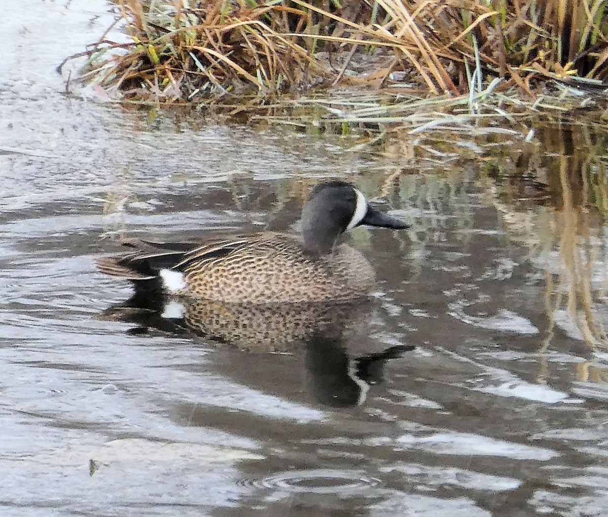 Blue-winged Teal - ML618380399