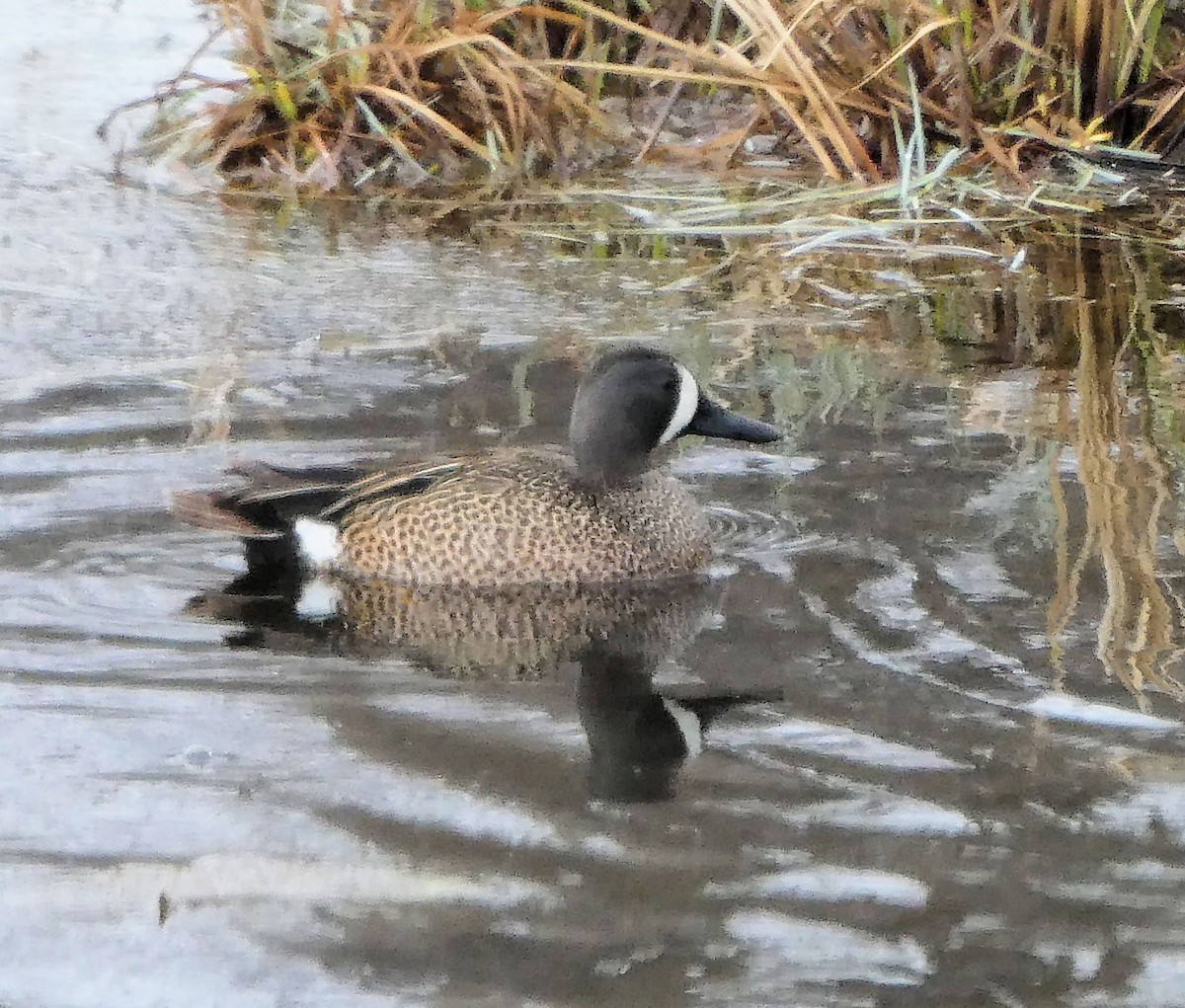 Blue-winged Teal - ML618380400