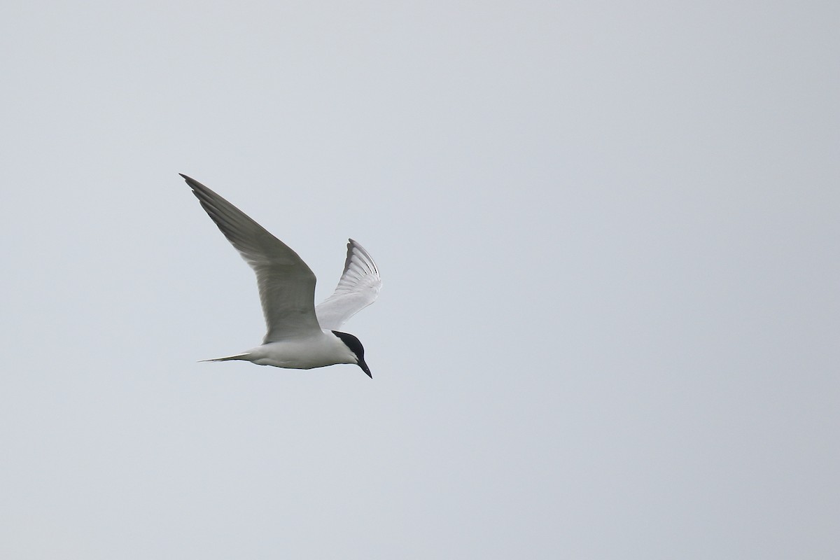 Gull-billed Tern - ML618380427