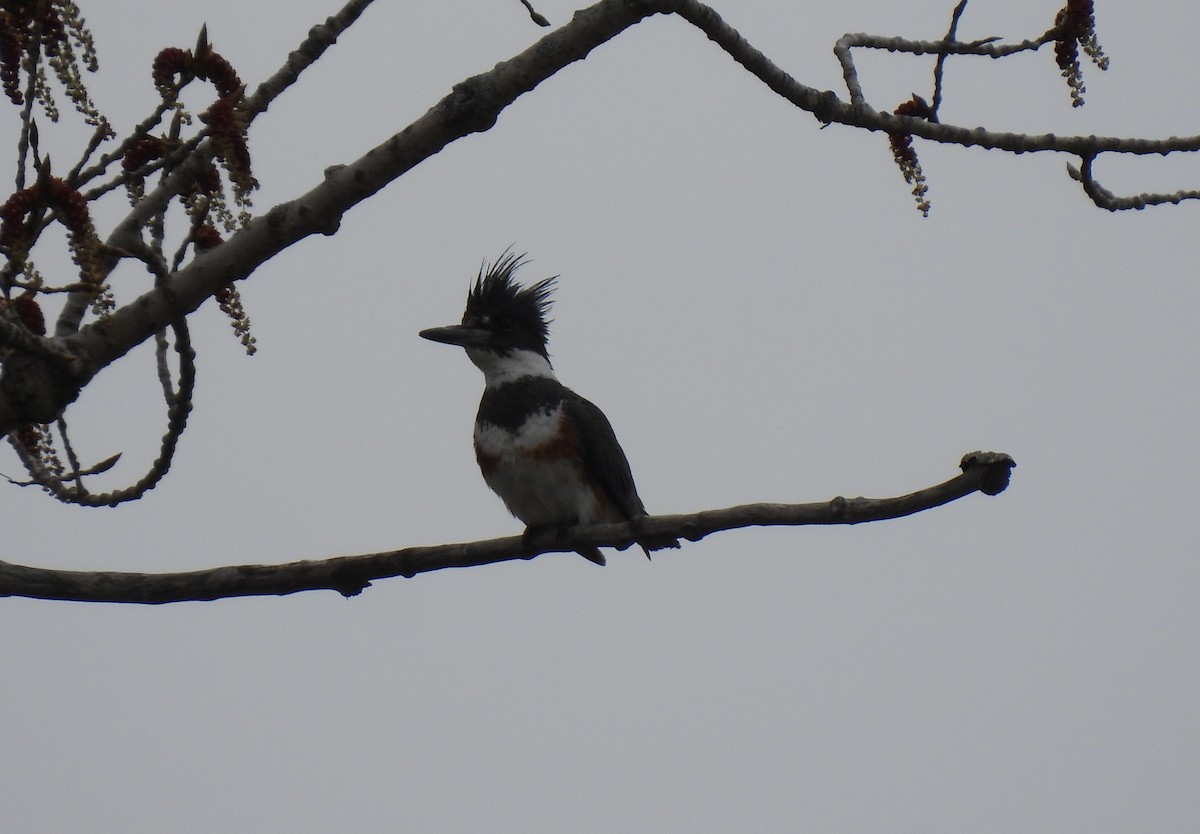 Belted Kingfisher - ML618380479