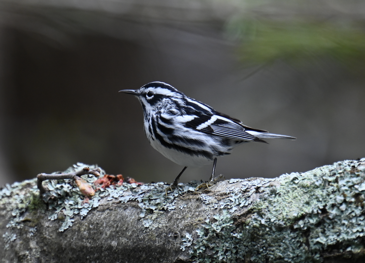 Black-and-white Warbler - ML618380531