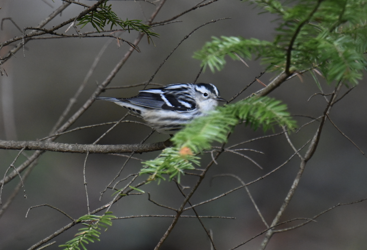 Black-and-white Warbler - ML618380532