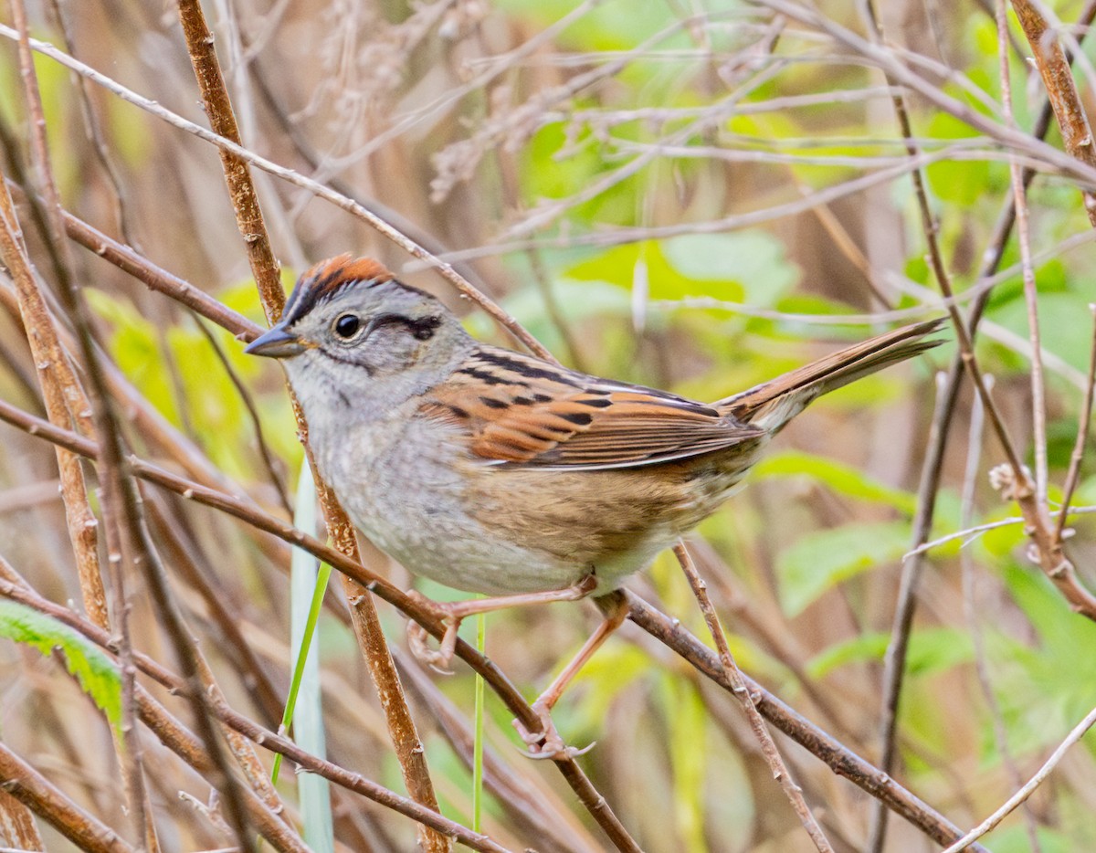 Swamp Sparrow - Jim P