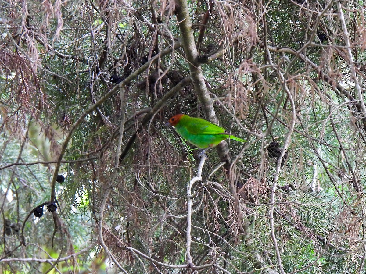 Bay-headed Tanager - ML618380580