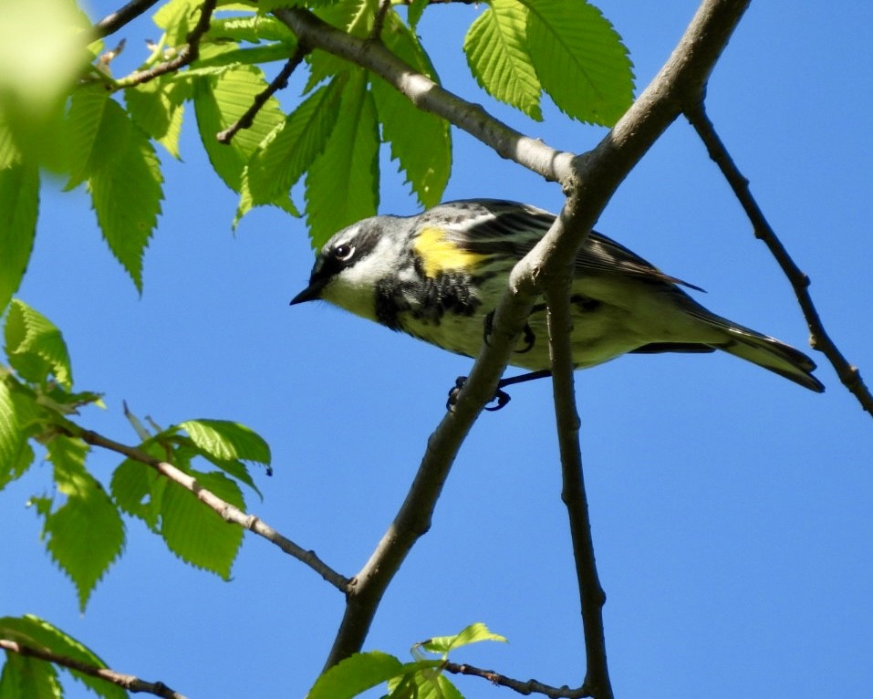Yellow-rumped Warbler (Myrtle) - ML618380599