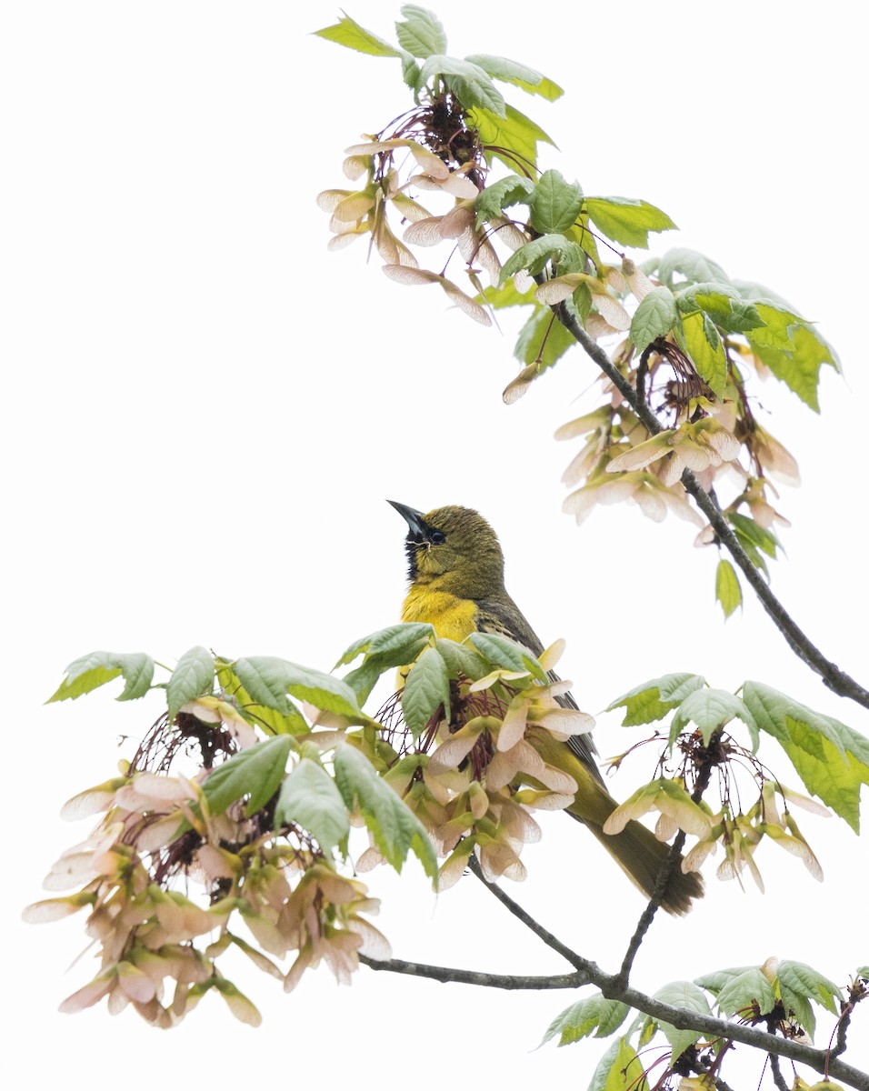 Orchard Oriole - ML618380601