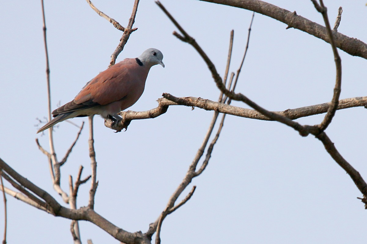 Red Collared-Dove - ML618380607