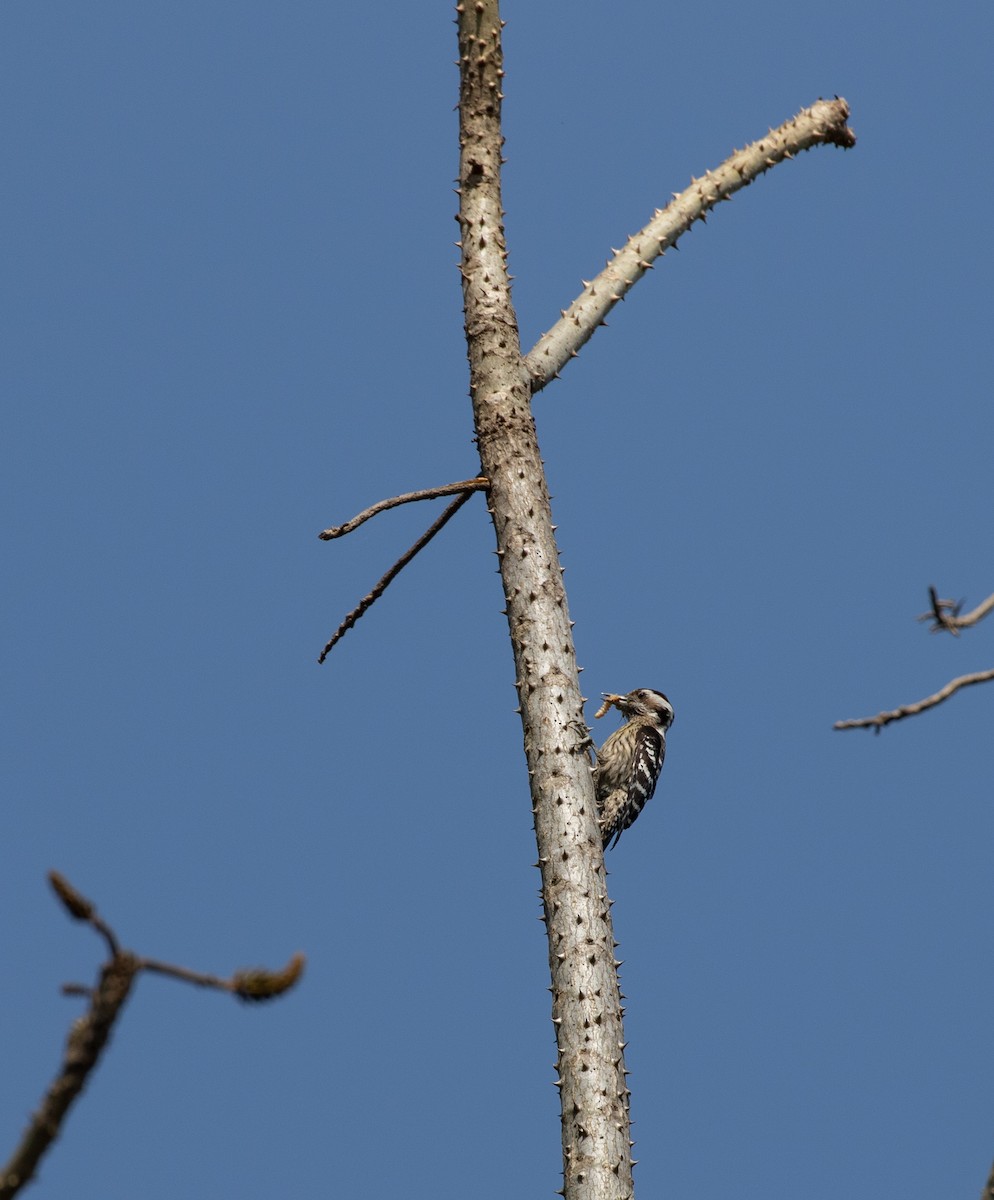 Gray-capped Pygmy Woodpecker - ML618380612
