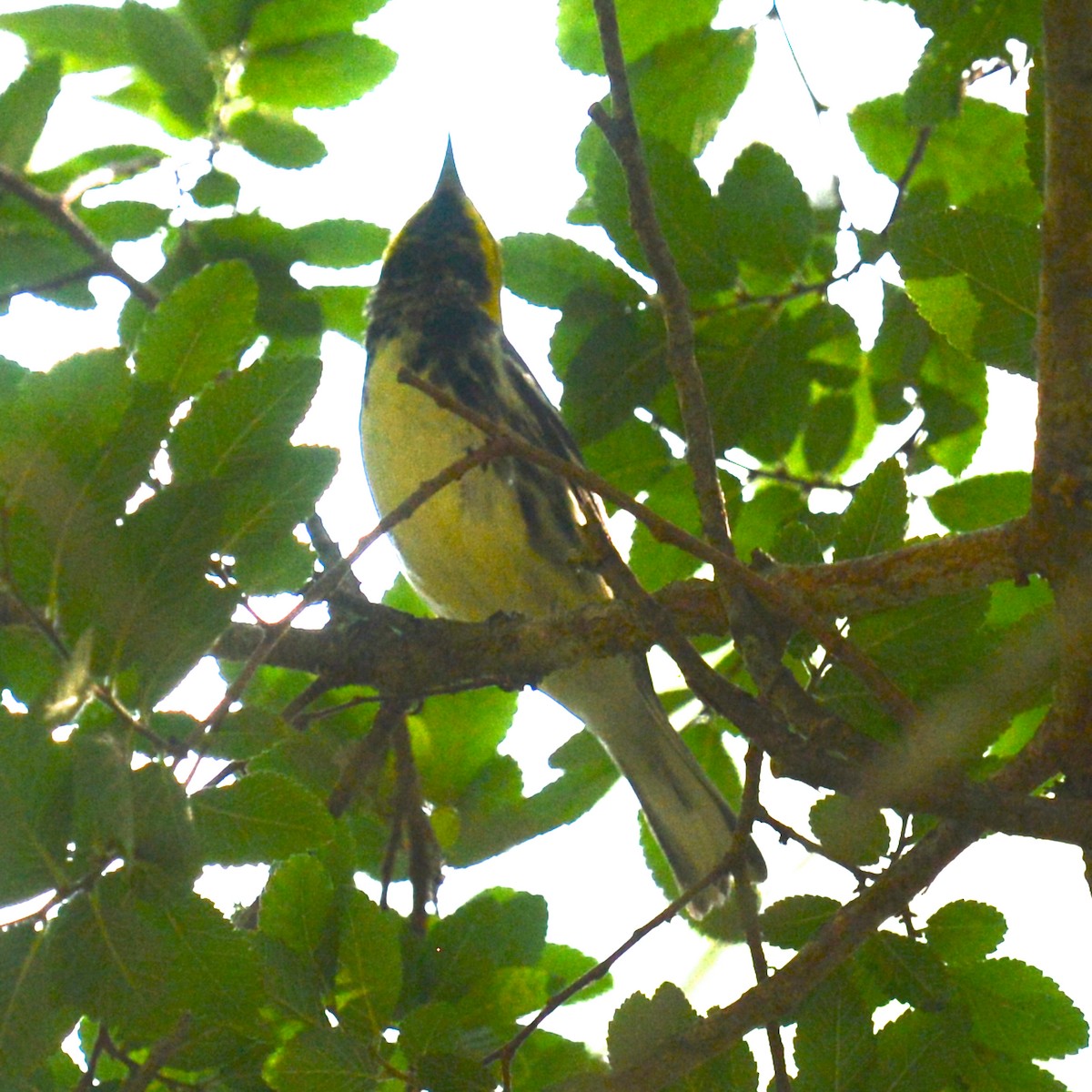 Black-throated Green Warbler - ML618380613