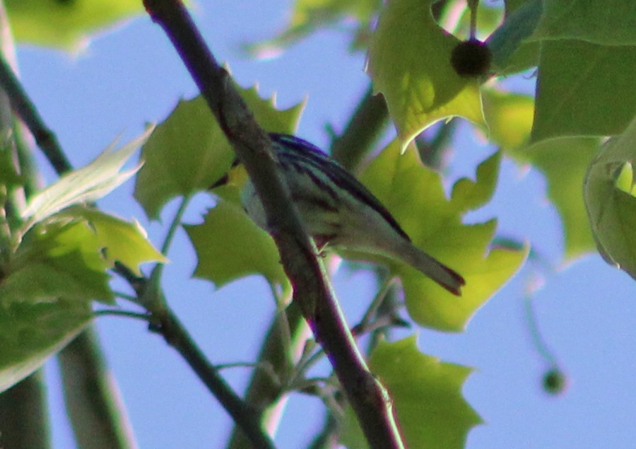 Yellow-throated Warbler - ML618380666
