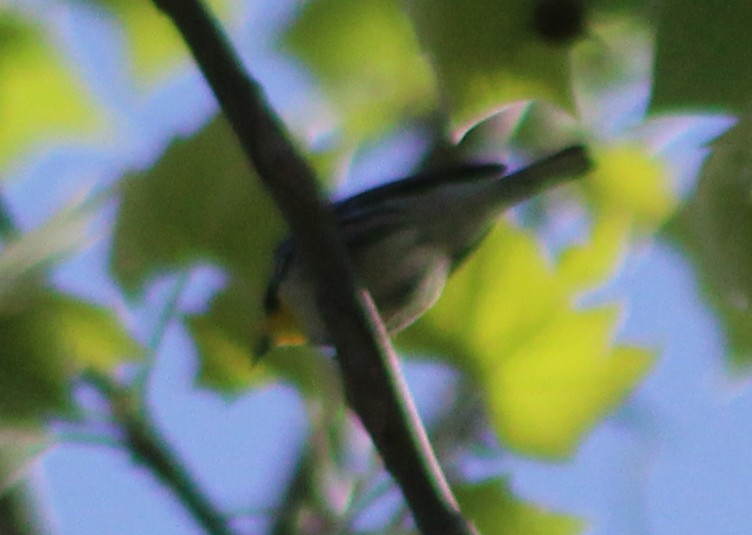Yellow-throated Warbler - ML618380668