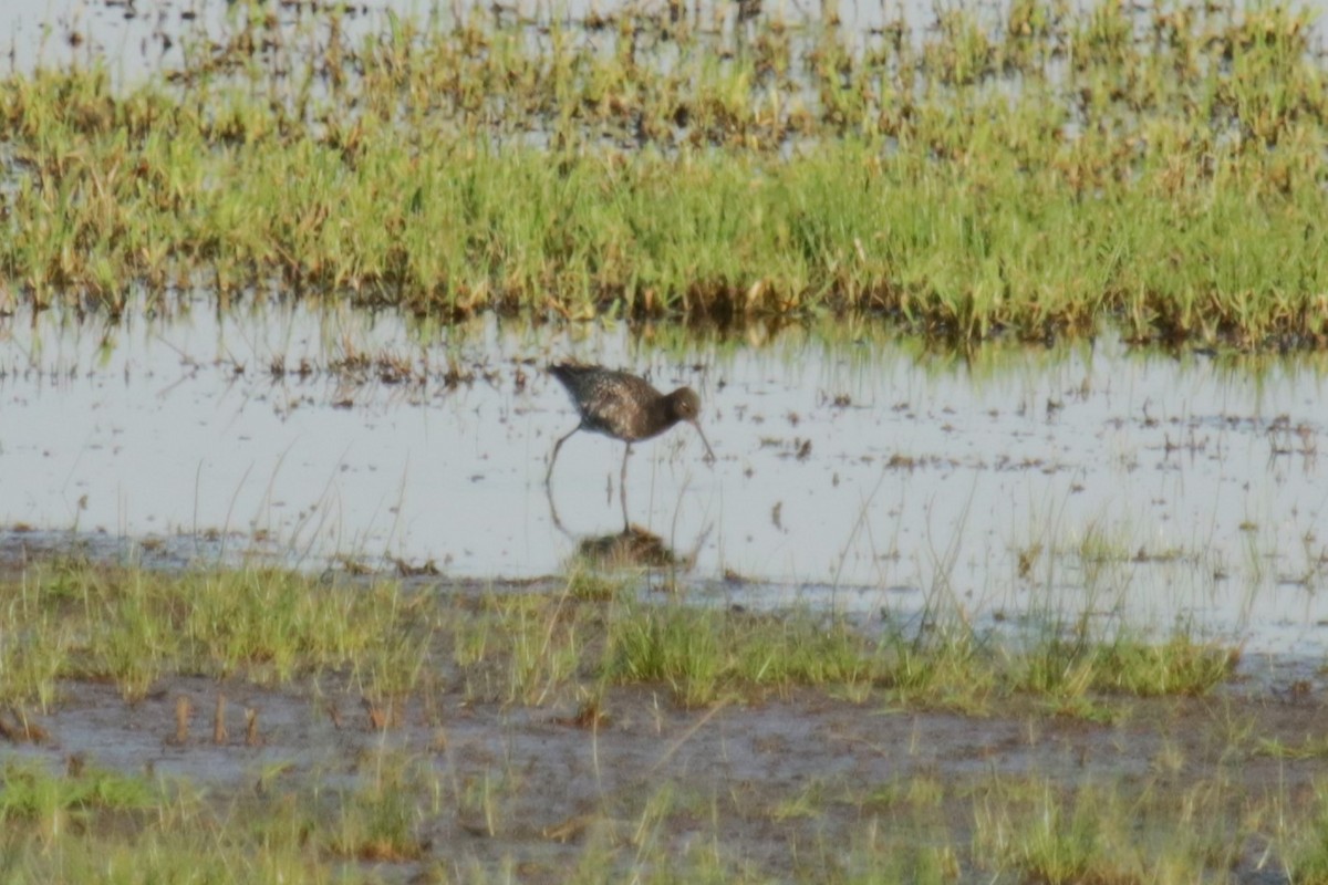Spotted Redshank - ML618380679