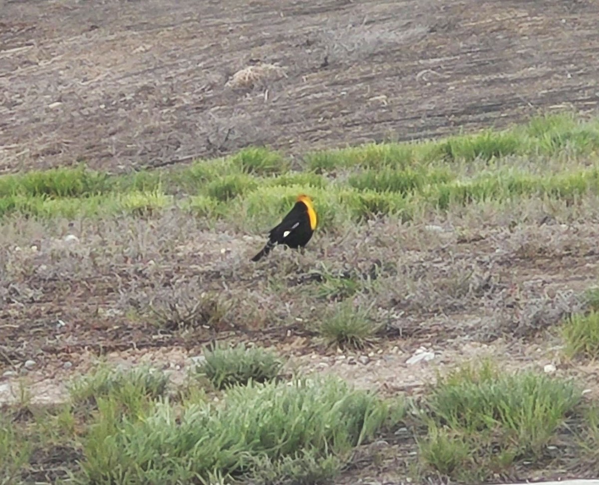 Yellow-headed Blackbird - ML618380713