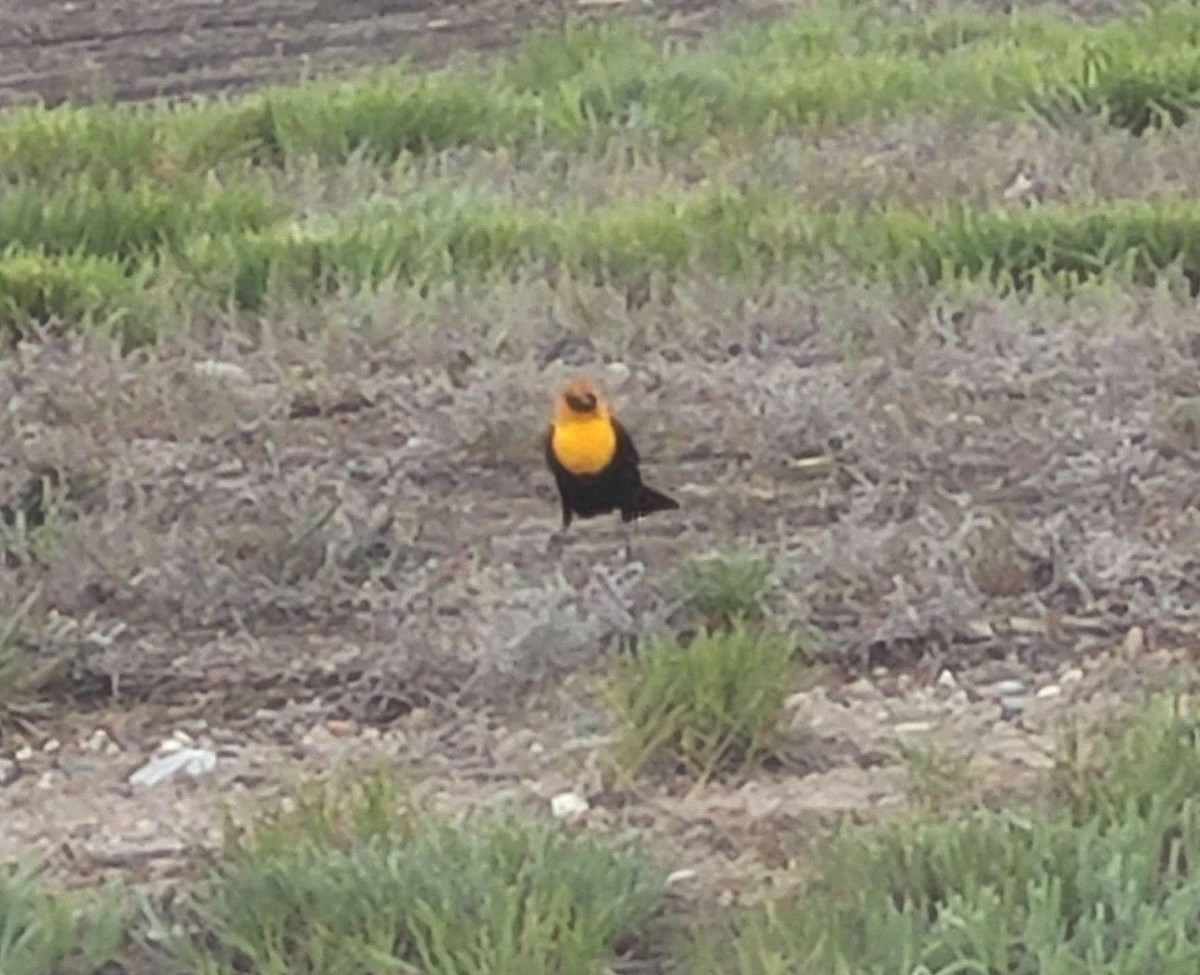 Yellow-headed Blackbird - ML618380714