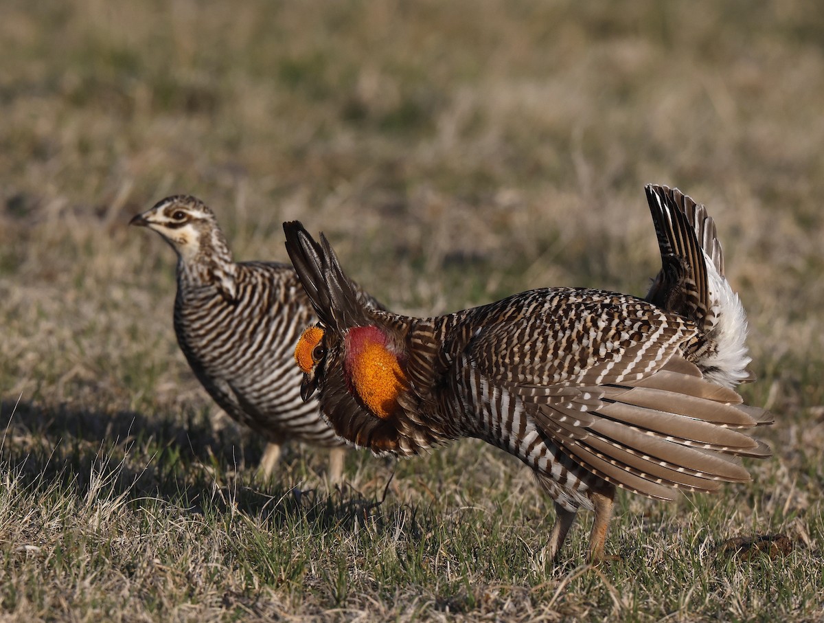 Greater Prairie-Chicken - ML618380749