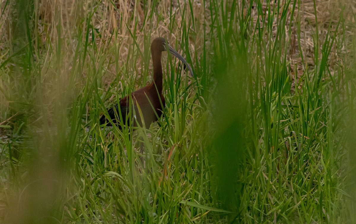 ibis hnědý - ML618380756