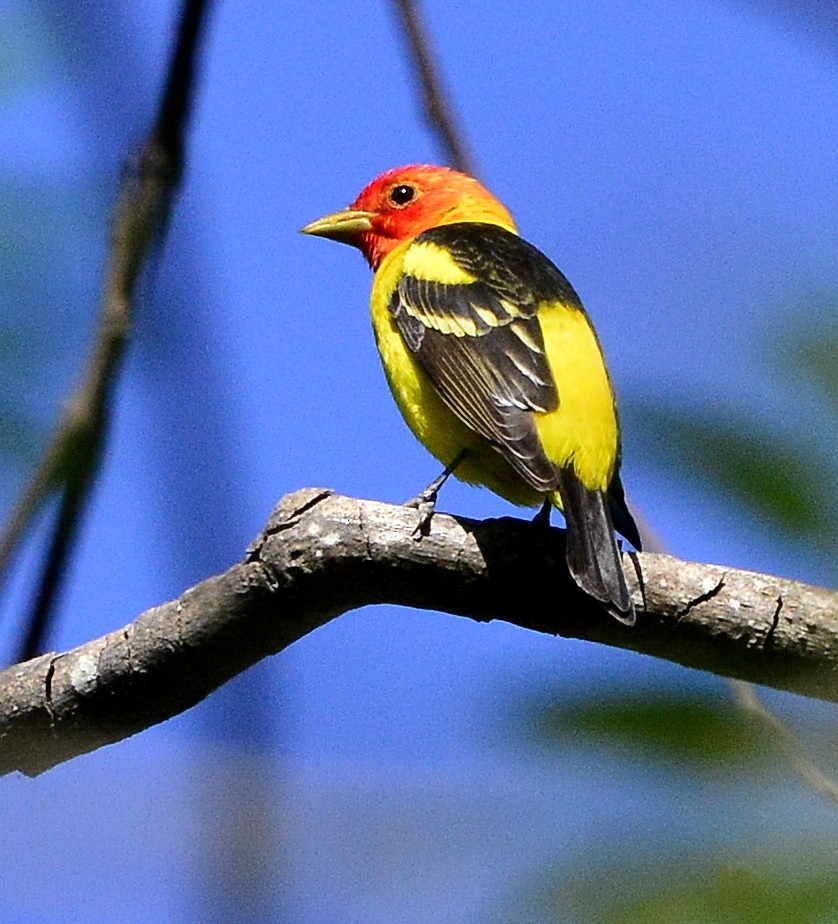 Western Tanager - ML618380777
