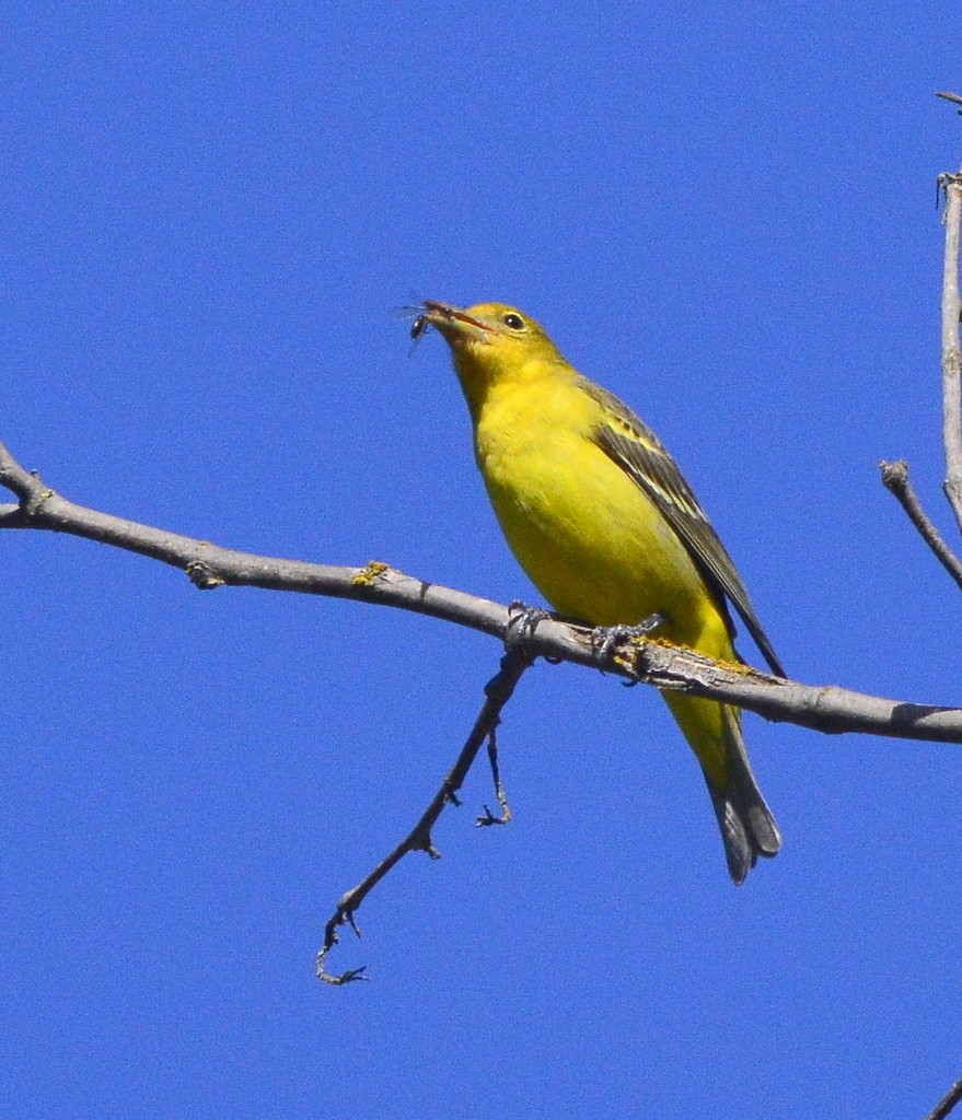 Western Tanager - ML618380784
