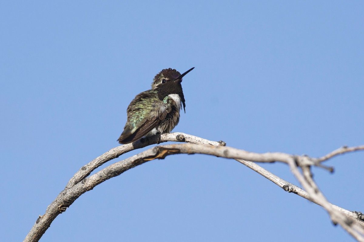 Costa's Hummingbird - ML618380856