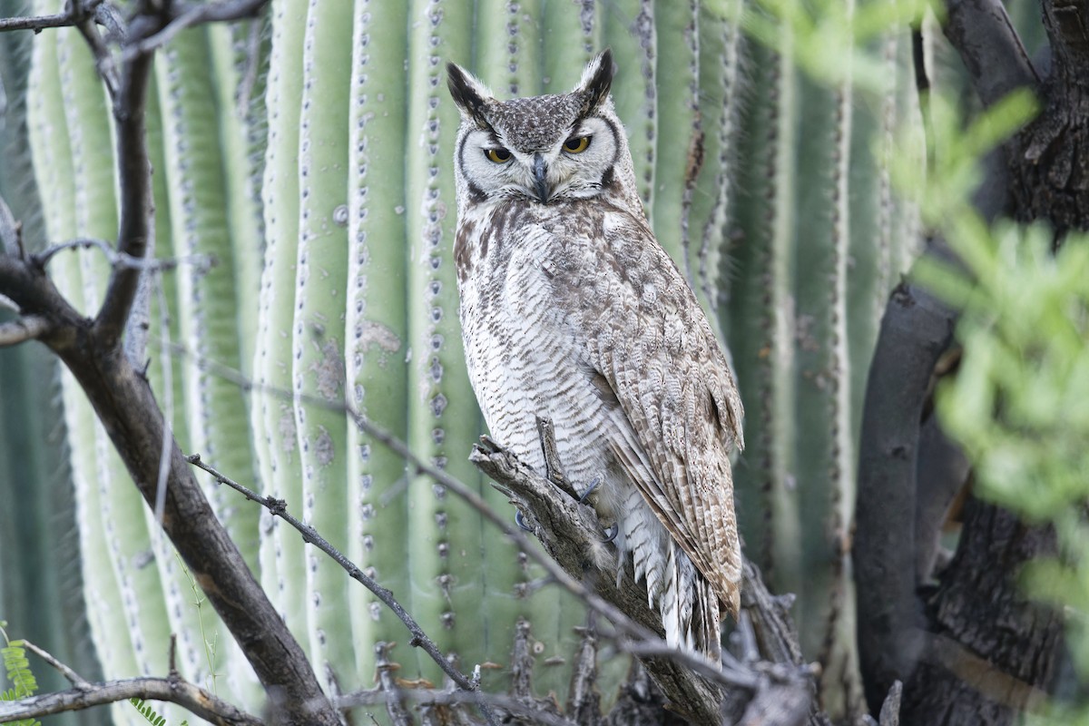 Great Horned Owl - ML618380858